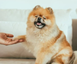 Pomeranian Puppies For Sale Fairfield Furbabies